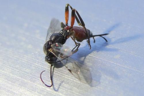 Cryptinae